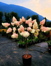 Load image into Gallery viewer, &#39;Hydrangea&#39; Vanilla Strawberry Hydrangea Tree
