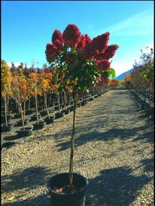 'Hydrangea' Vanilla Strawberry Hydrangea Tree