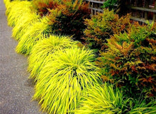 Load image into Gallery viewer, &#39;Hakonechloa&#39; All Gold Japanese Forest Grass
