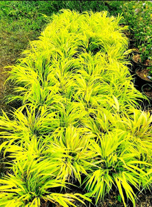 'Hakonechloa' All Gold Japanese Forest Grass