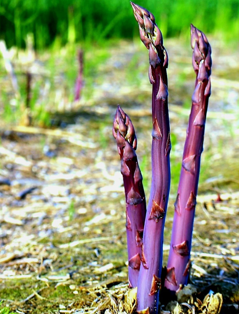 'Asparagus' Purple Passion, Variable Mature Crowns