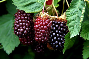'Rubus' Boysenberry