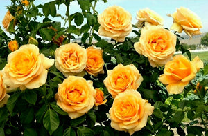 'Rosa' Golden Opportunity Climbing Rose