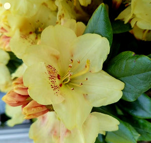 'Rhododendron' Gold Prinz Specialty Rhododenron