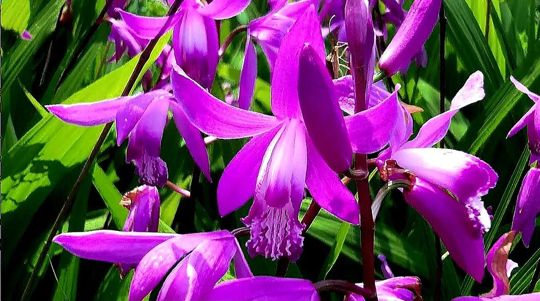 'Orchidaceae' Hardy Ground Orchid/Hyacinth Orchid (Bletilla Striata)