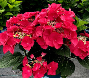 'Hydrangea' Bloomables® Cherry Explosion