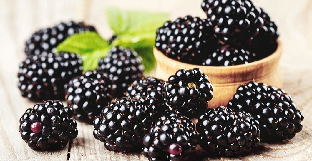 'Rubus' Chester Thornless Blackberry