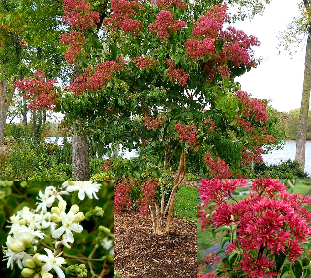 'Heptacodium' Seven-Son Flower Tree