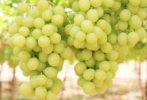 'Vitis' Himrod Seedless Grape