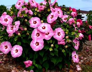 'Hibiscus' Summerific® Spinderella (Hardy/Perennial Hibiscus)
