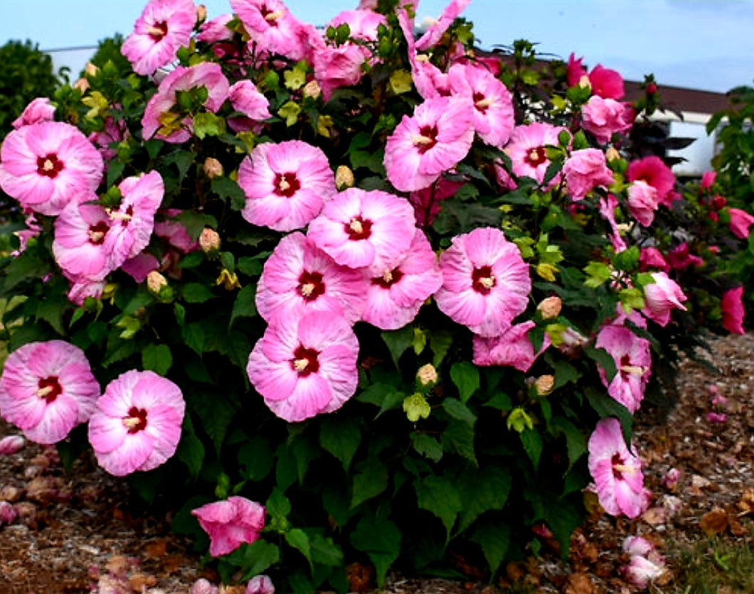 'Hibiscus' Summerific® Spinderella (Hardy/Perennial Hibiscus)