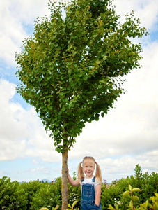 'Cercidiphyllum' Hanna's Heart® Katsura Tree