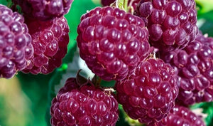 'Rubus' Royalty Purple Raspberry