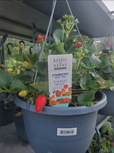 Load image into Gallery viewer, &#39;Fragaria&#39; Bushel and Berry® SCARLET BELLE™ Red Flowering Everbearing Strawberry
