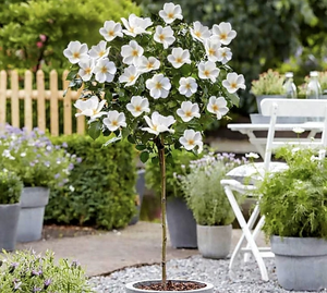 'Rosa' White Knock Out® Rose Tree