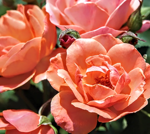 'Rosa' Coral Knock Out® Rose Tree