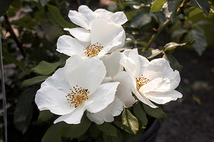 'Rosa' White Knock Out® Rose Tree