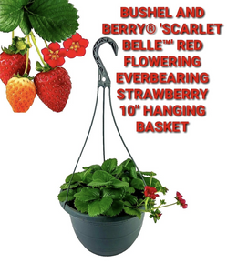 'Fragaria' Bushel and Berry® SCARLET BELLE™ Red Flowering Everbearing Strawberry