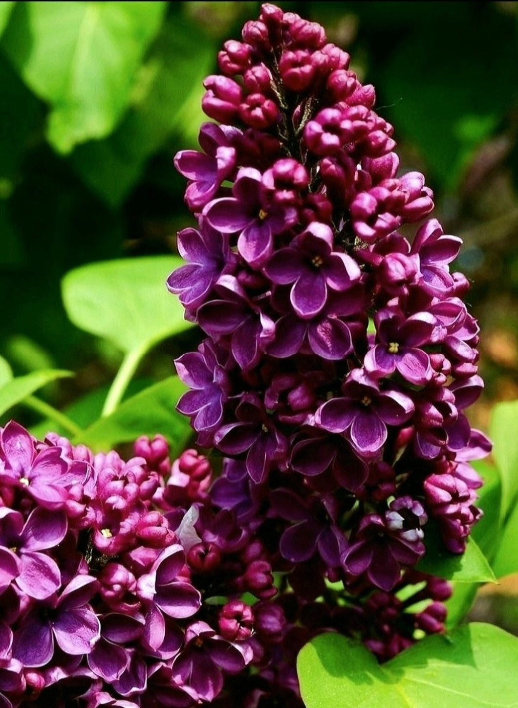 'Syringa' Frank's Fancy Lilac