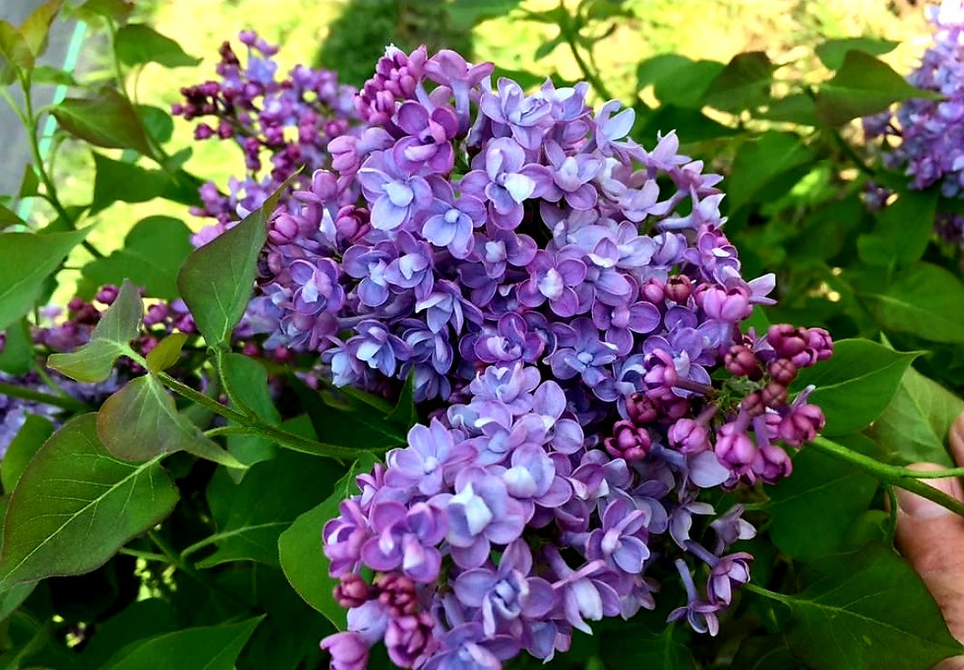 'Syringa' Scentara™ Double Blue Lilac