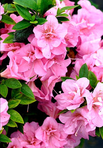 'Rhododendron' Perfecto Mundo® Double Pink Reblooming Azalea