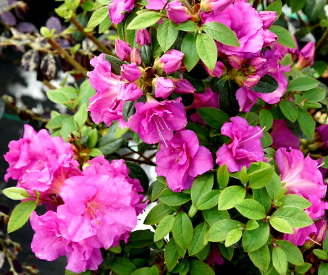 'Rhododendron' Perfecto Mundo® Double Purple Reblooming Azalea