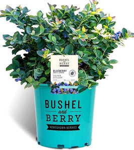 'Vaccinium' Silver Dollar® Blueberry From Bushel and Berry® Cascade® Series