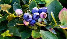 Load image into Gallery viewer, &#39;Vaccinium&#39; Silver Dollar® Blueberry From Bushel and Berry® Cascade® Series
