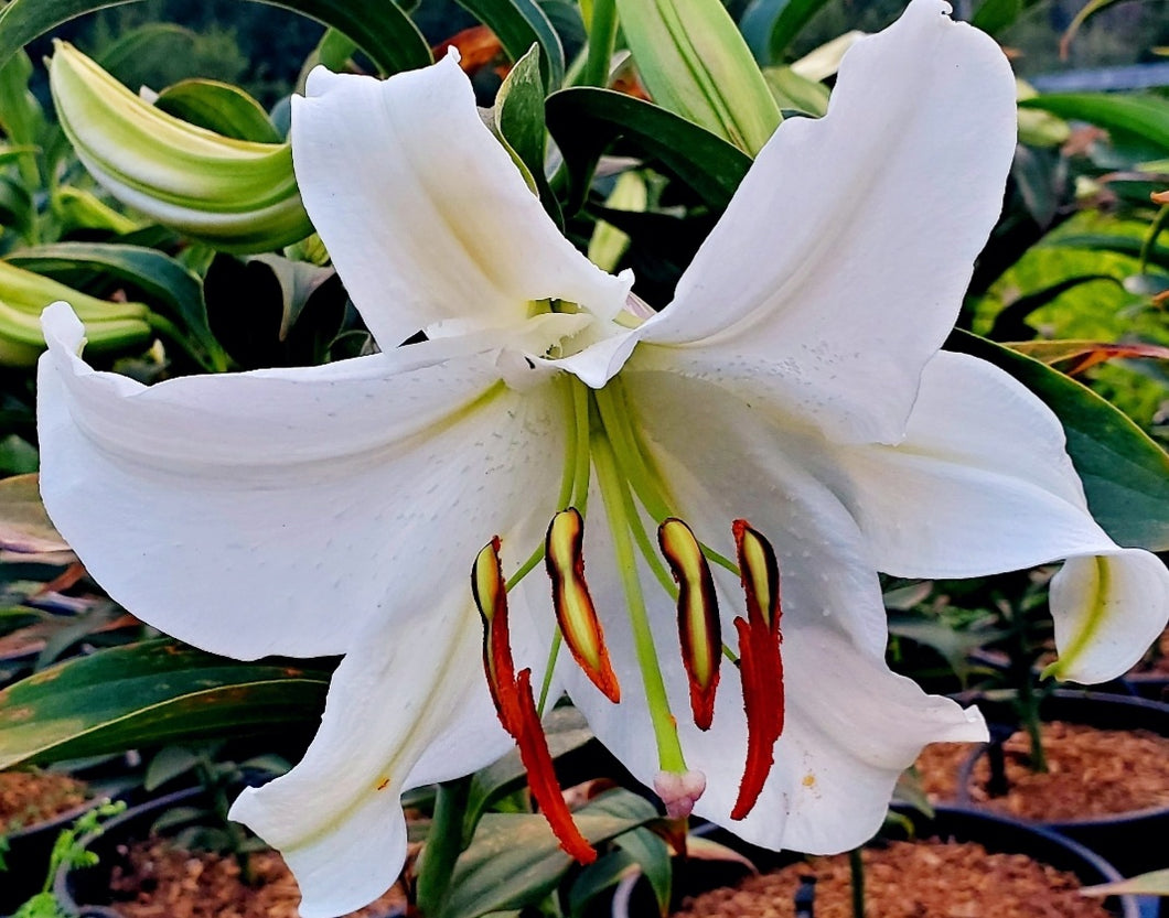 'Lilium' Casa Blanca Oriental Lily