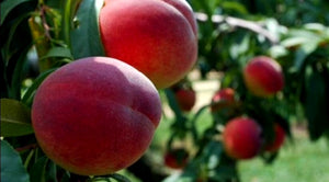 'Prunus' Red Globe Peach Tree