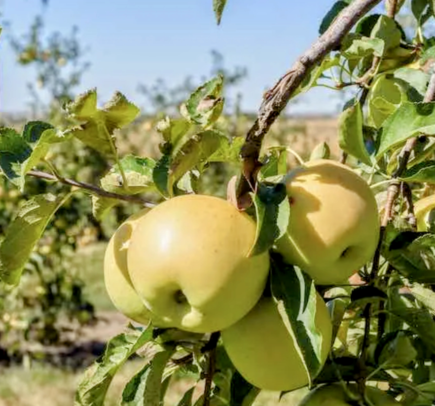 'Malus' Golden Delicious Apple Tree