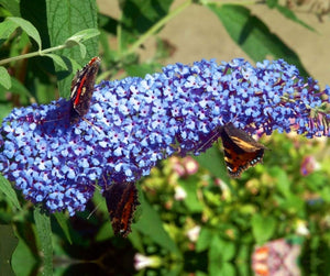 'Buddleia' Buzz™ Sky Blue Butterfly Bush