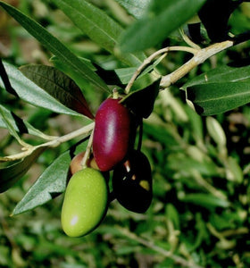 'Olea' Nikita Jubilee™ Olive Tree