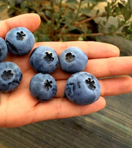 'Vaccinium' "Bonus" Giant Blueberry