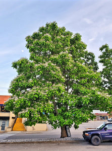 'Catalpa' Northern Catalpa Tree