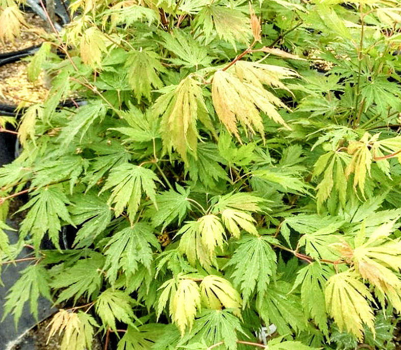 'Acer' Northern Glow® Maple Tree