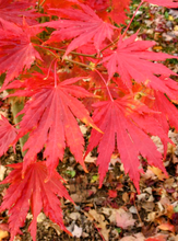 Load image into Gallery viewer, &#39;Acer&#39; Northern Glow® Maple Tree
