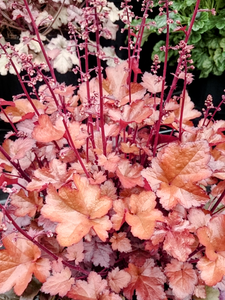 'Heuchera' Autumn Glow Coral Bells