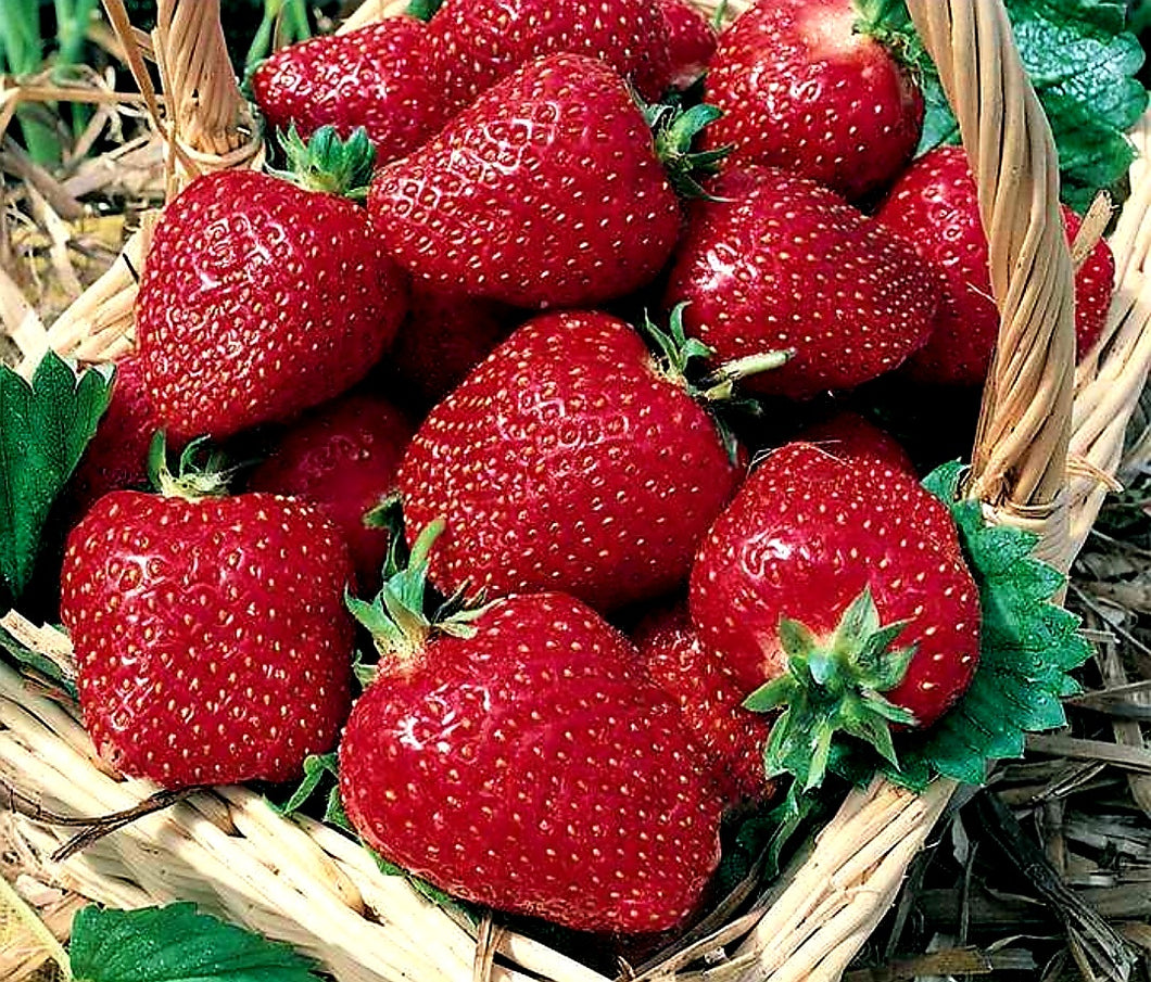 'Fragaria' Honeoye Strawberry, Well Established Clump