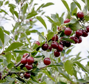 'Prunus' D'Artagnan Cold Hardy Dwarf Cherry