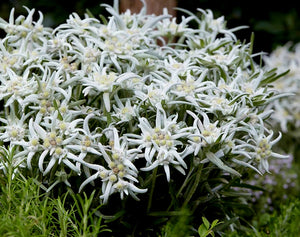 'Leontopodium' Blossom Of Snow