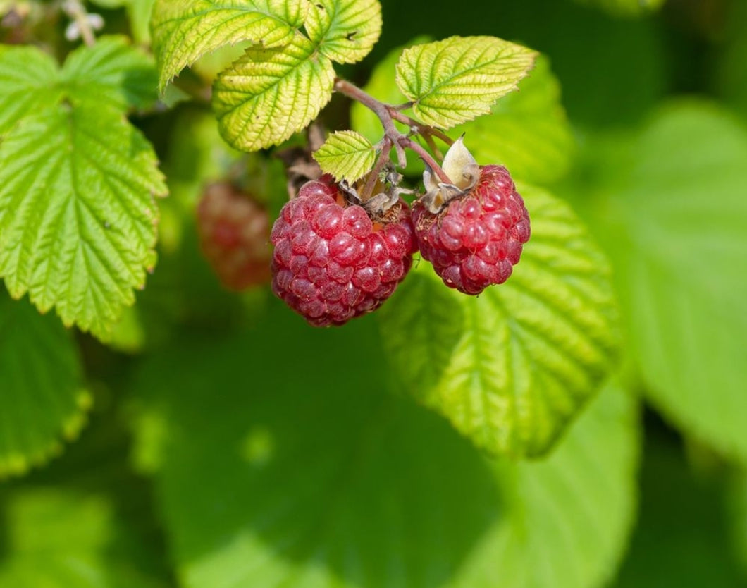 'Rubus' Wild Raspberry