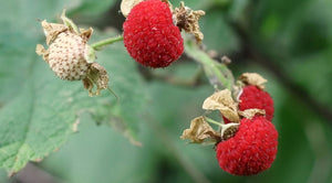 'Rubus' Thimbleberry