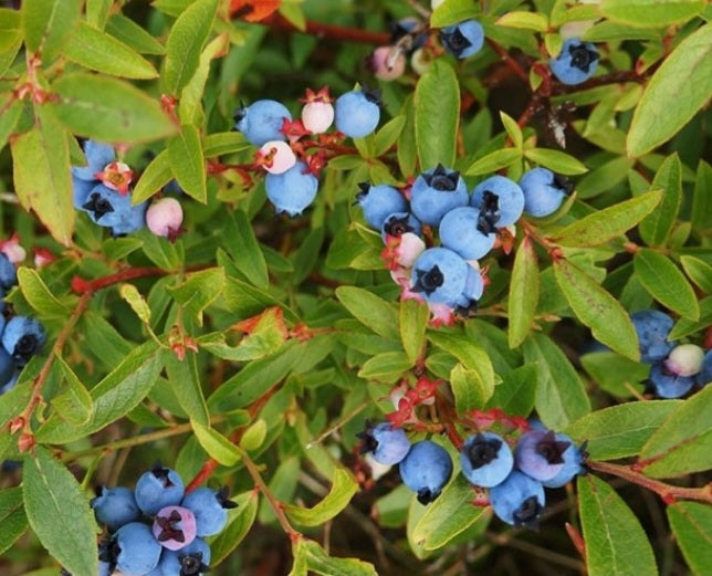 'Vaccinium' Native Blueberry