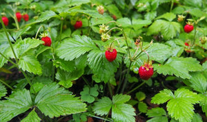 'Fragaria' Wild Strawberry, Well Established Clump