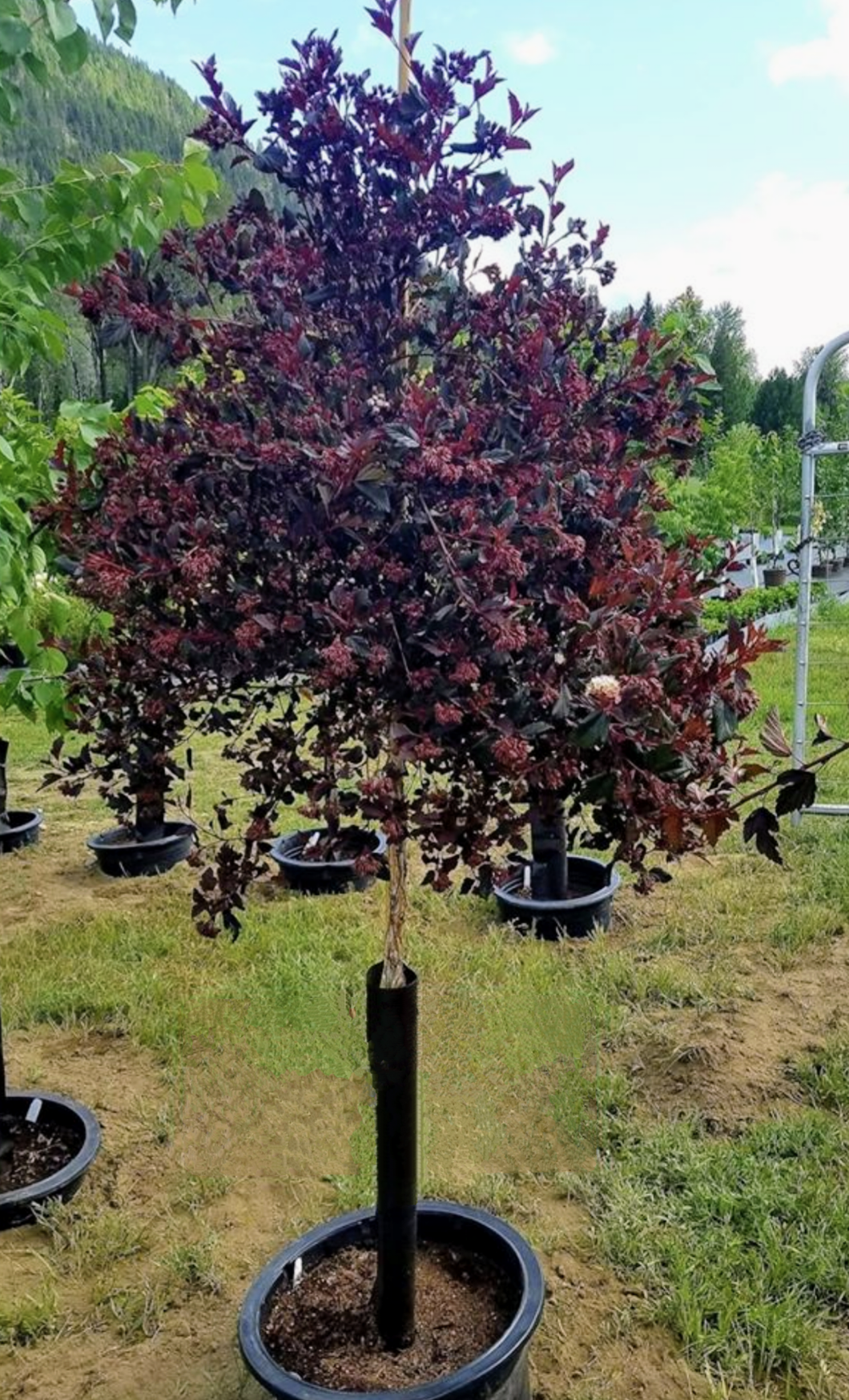 'Physocarpus' Summer Wine® Ninebark Tree