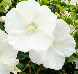 'Hibiscus' Diana-Pure White