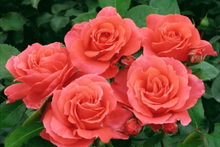 Load image into Gallery viewer, &#39;Rosa&#39; First Editions® Patriot Dream Rose
