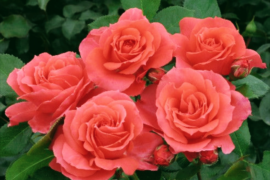 'Rosa' First Editions® Patriot Dream Rose