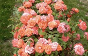 'Rosa' First Editions® Patriot Dream Rose